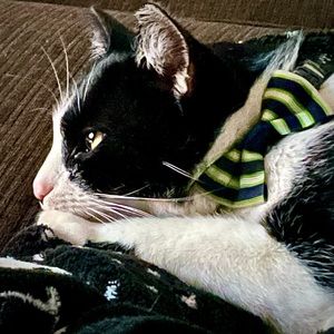 Meet Munin Olenna, AKA Moo-Kitty AKA (Beach) Bum